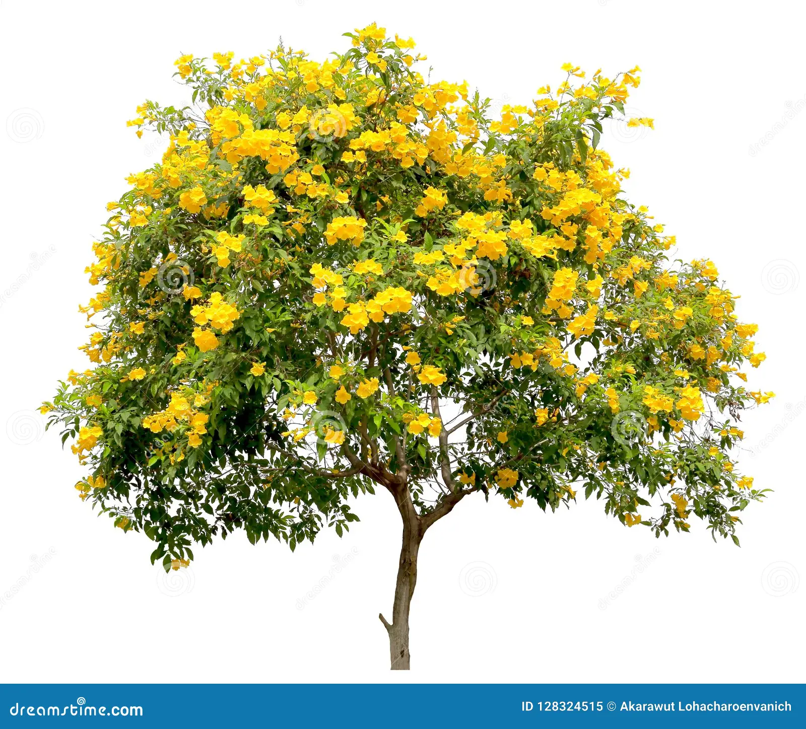 Tabachín árbol ornamental Tampico