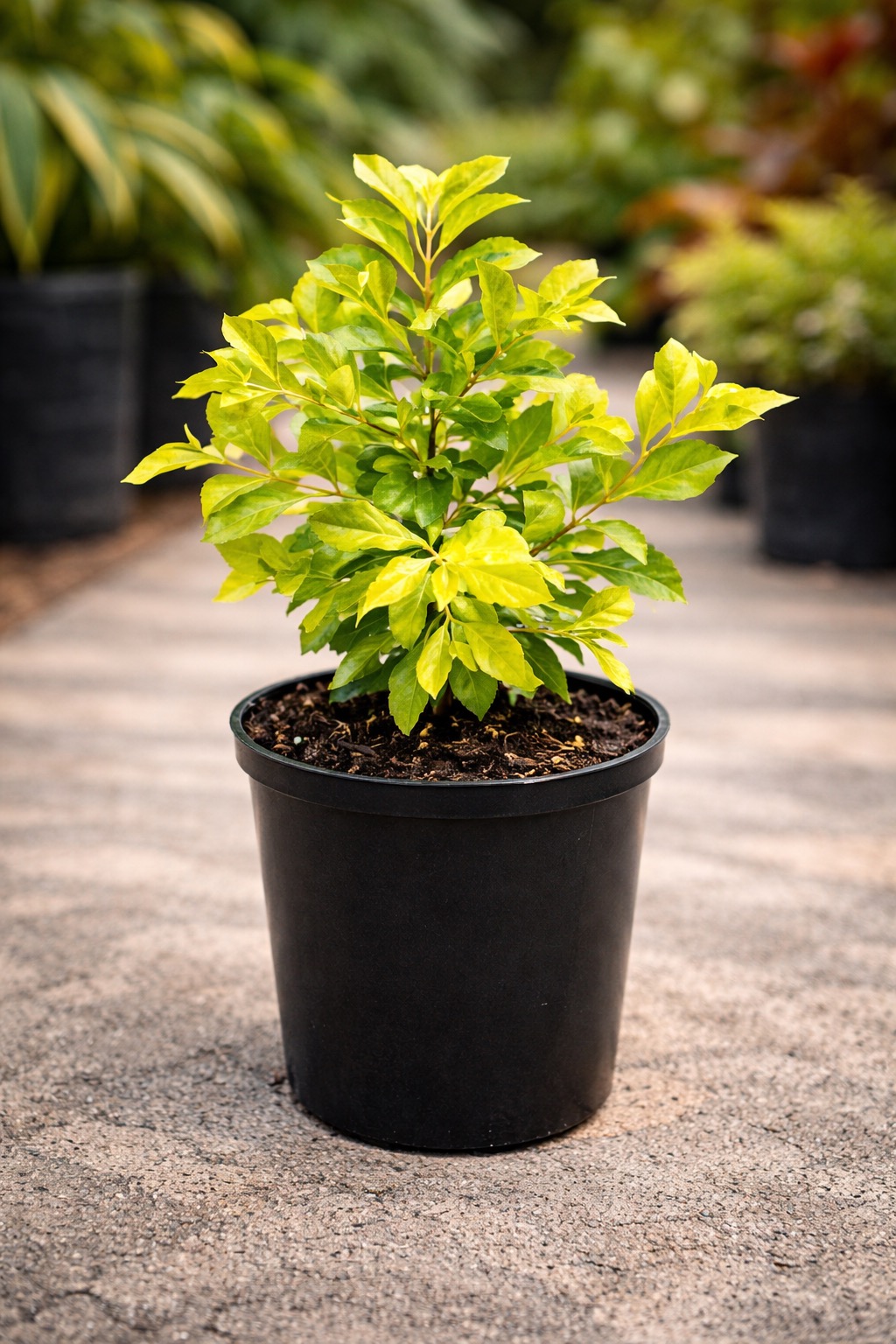 Duranta seto jardín Tampico