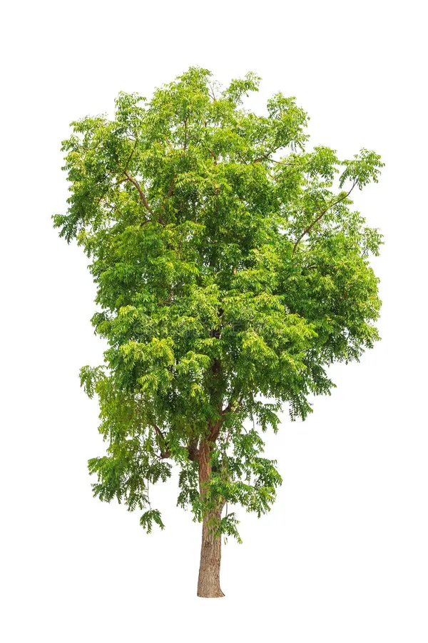 Árbol Neem sombra rápida Tampico