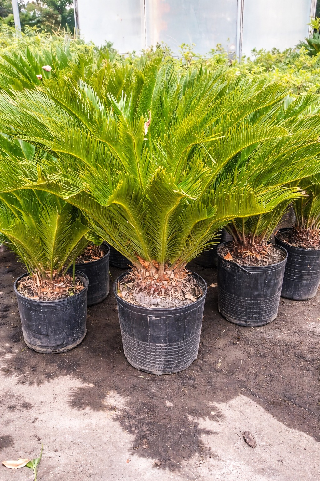 Cycas Revoluta bajo mantenimiento Tampico