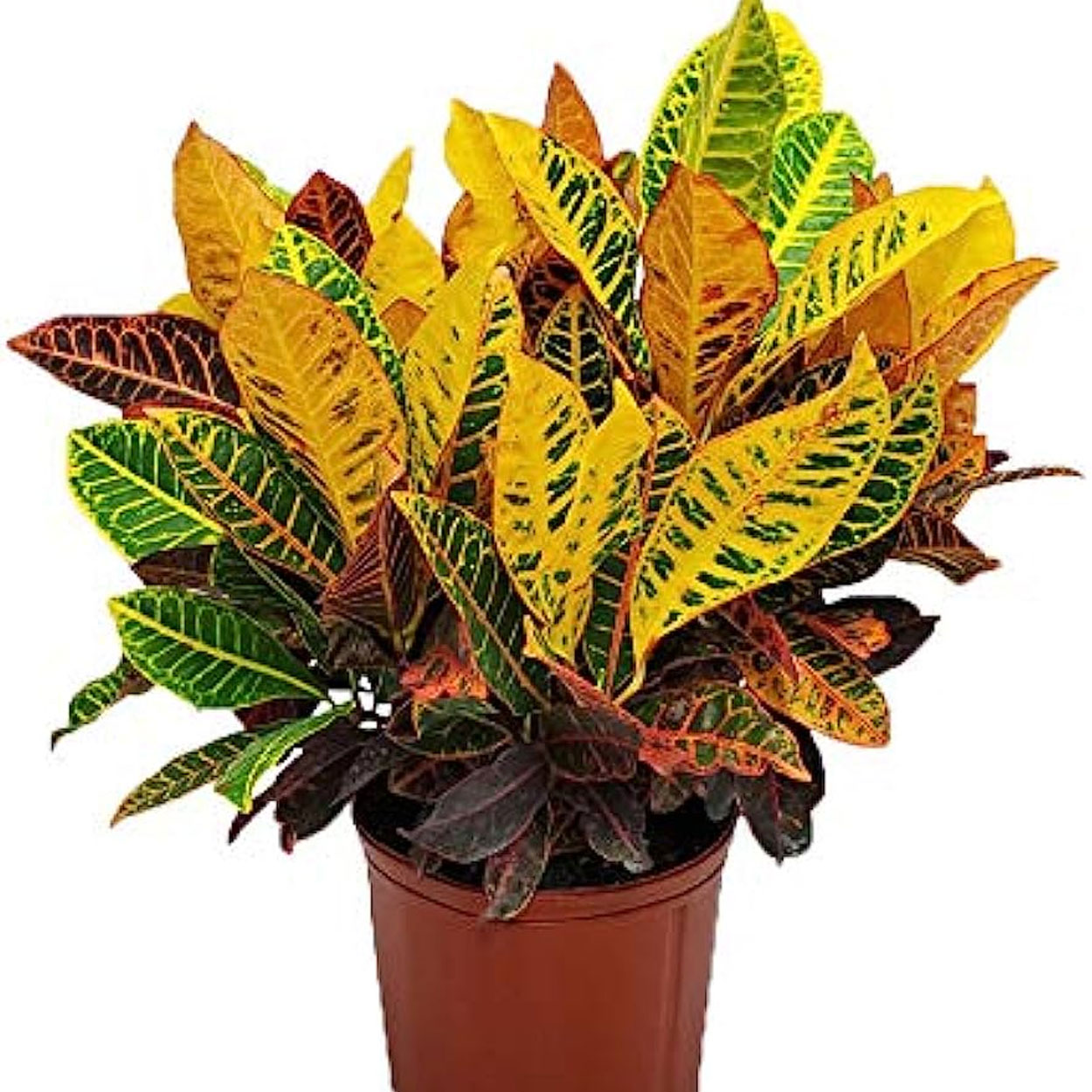 Croton plantas de color Tampico