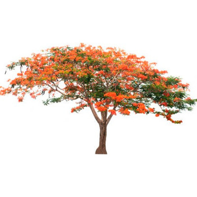 Framboyán árbol tropical de color rojo Tampico