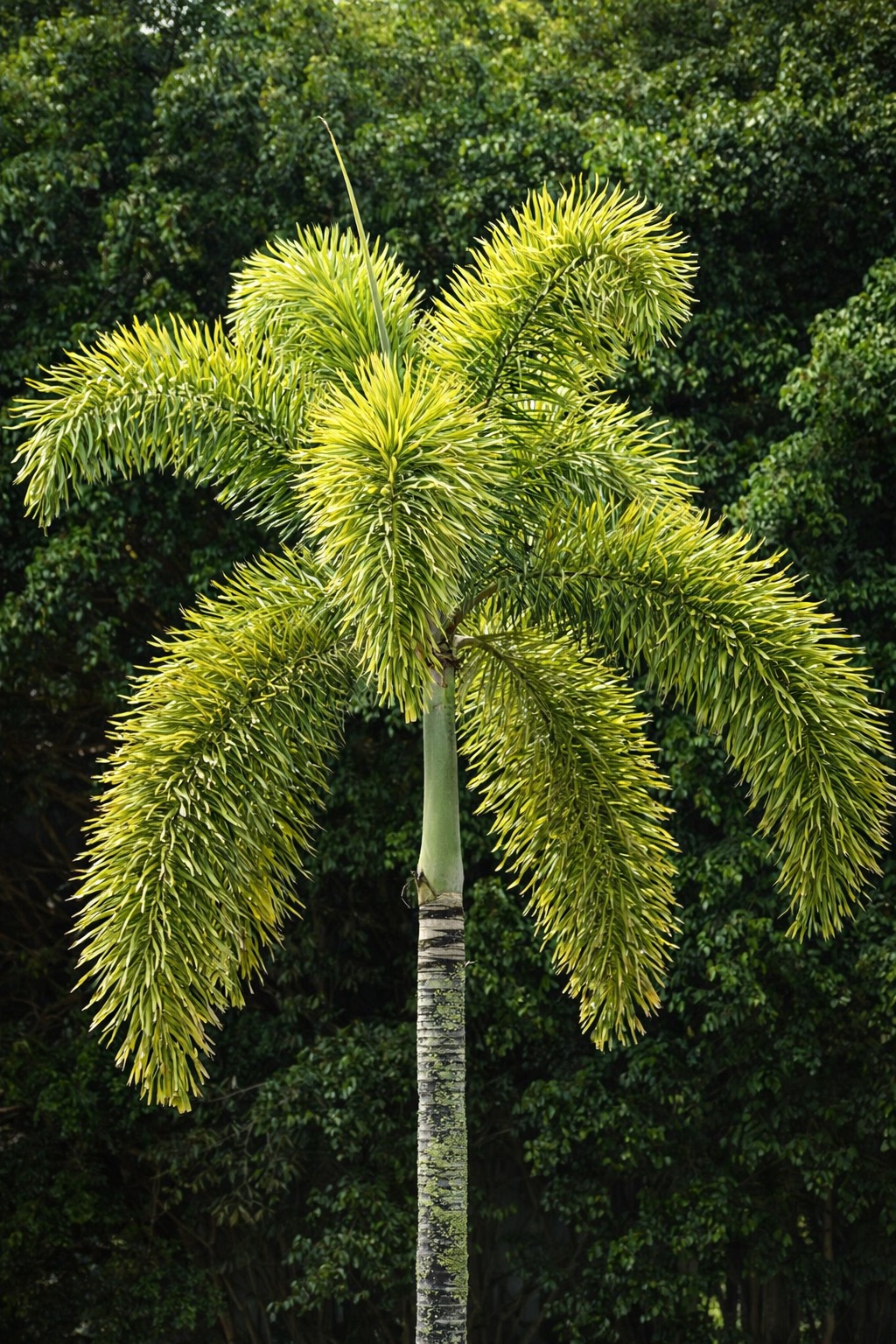 Palma Cola de Zorra jardín exclusivo Tampico