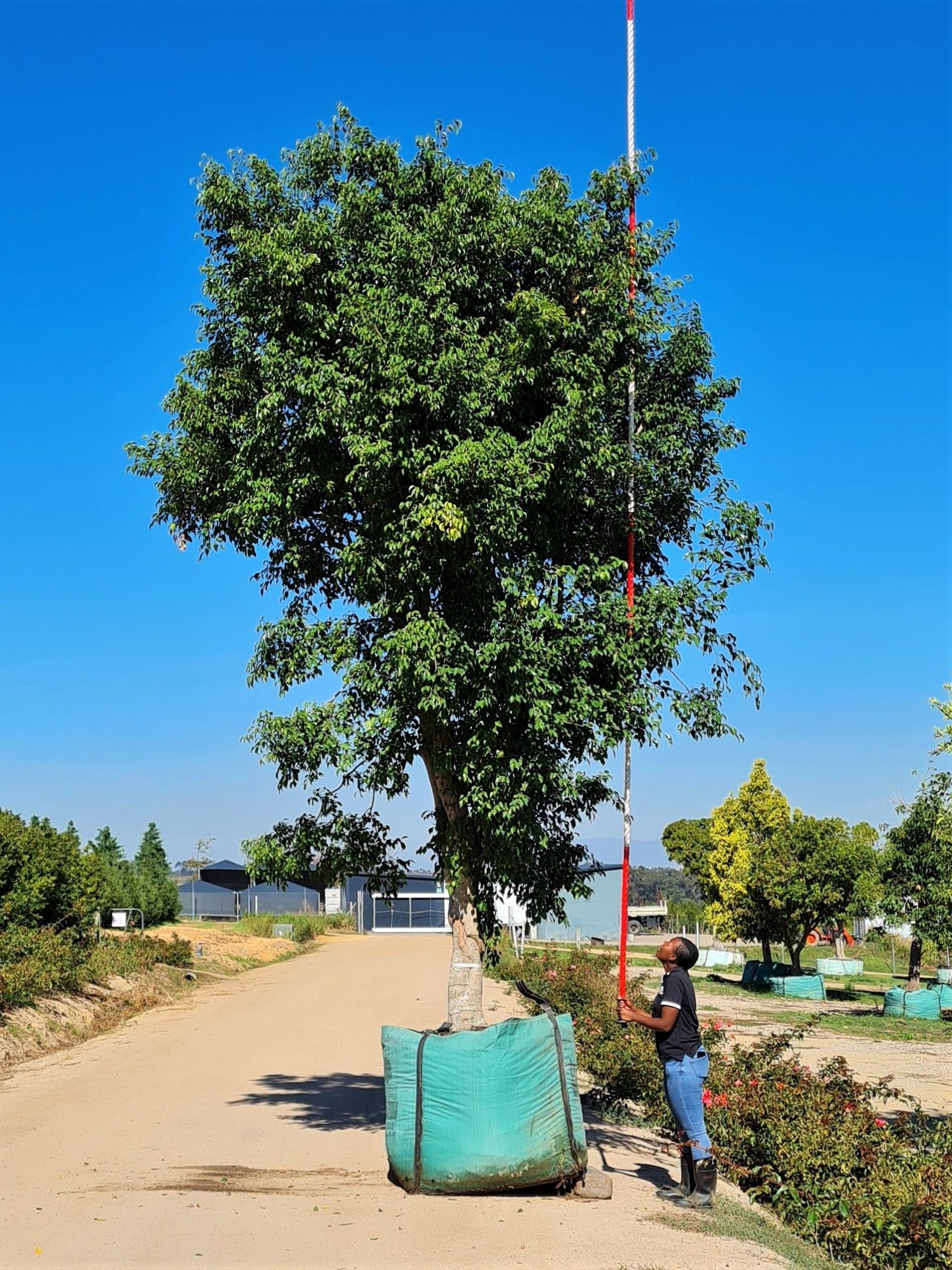 Ficus benjamina sombra jardín Tampico
