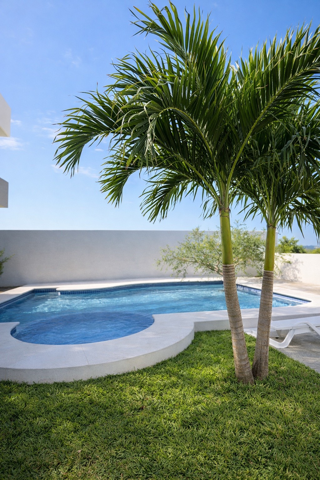 Palma Kerpis jardín residencial Tampico