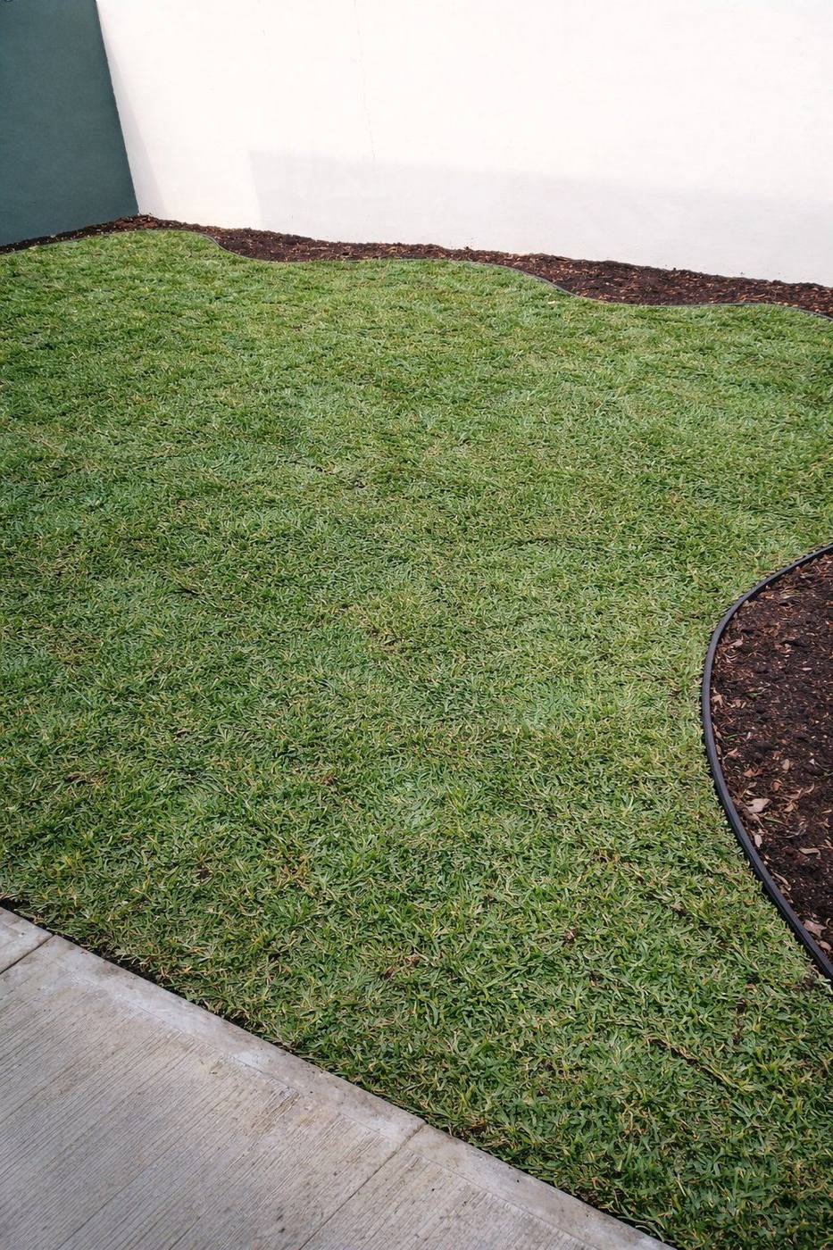 Después — pasto San Agustín instalado en jardín residencial Tampico por Viveros Terra