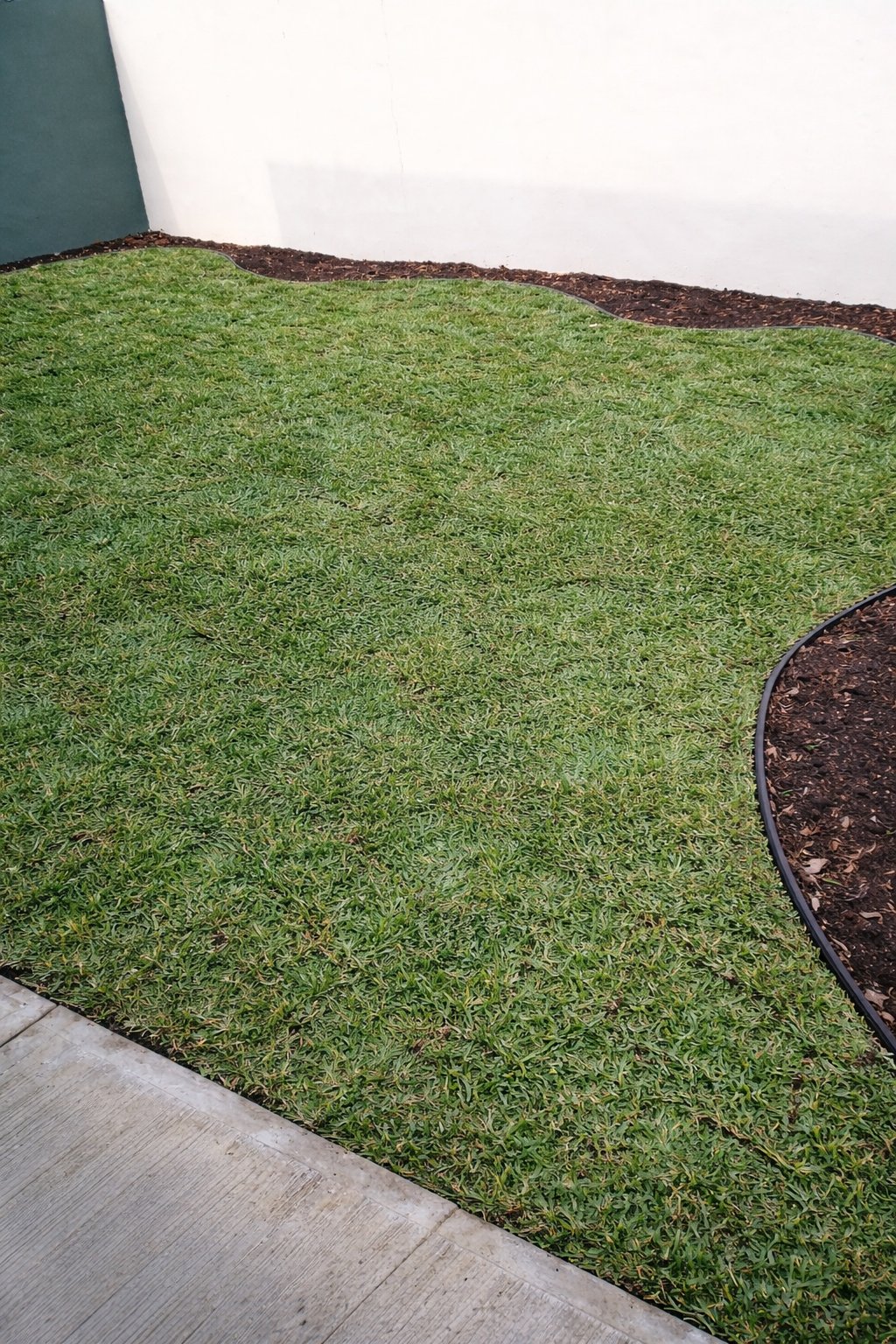 Después — pasto San Agustín instalado en jardín residencial Tampico por Viveros Terra