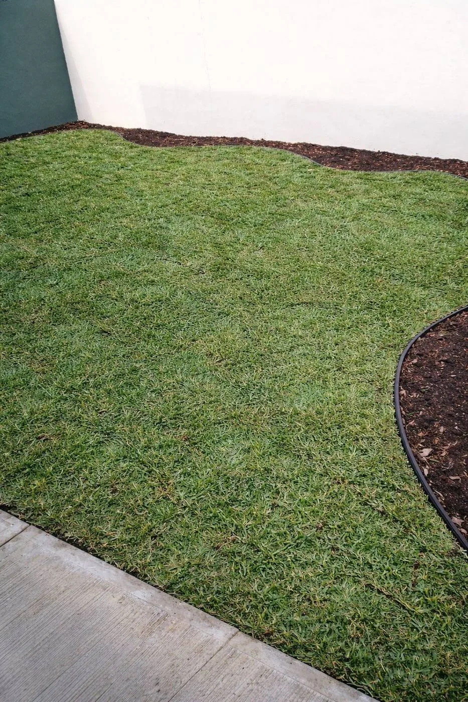 Después — pasto San Agustín instalado en jardín residencial Tampico por Viveros Terra