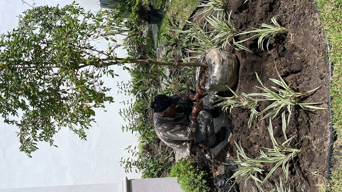 Instalación de plantas por Viveros Terra en Tampico