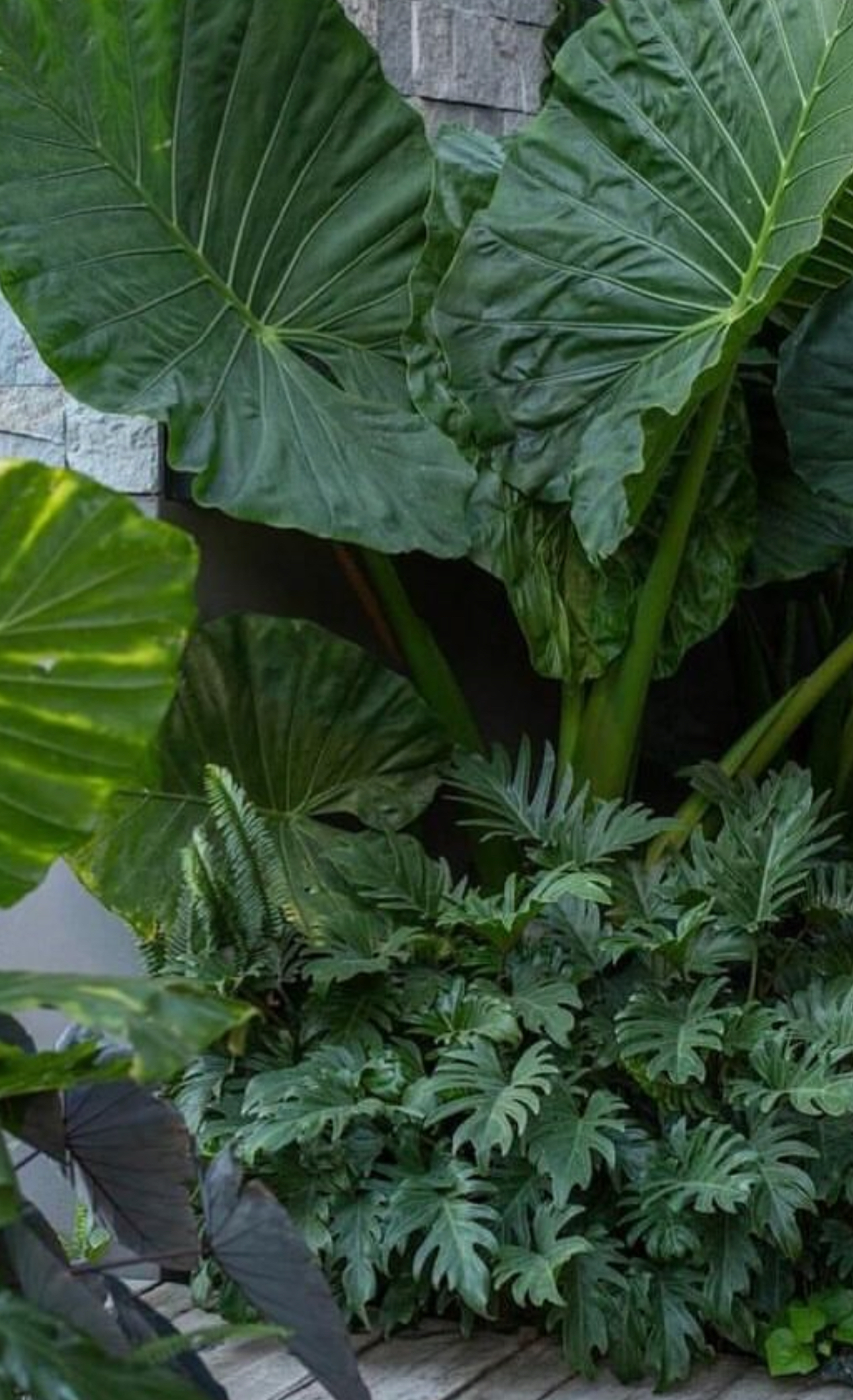 Diseño de jardín residencial profesional en Tampico por Viveros Terra