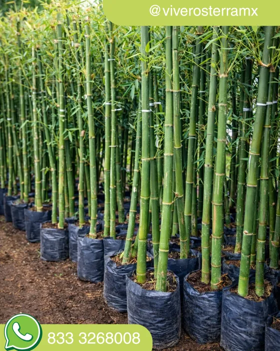 Bambú Tarro (Bambusa vulgaris) en vivero Tampico