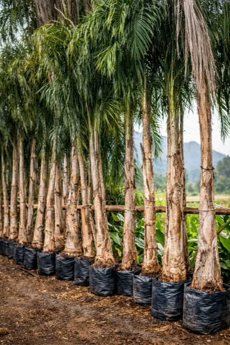 Palma Coco Plumoso (Syagrus) mayoreo Tampico