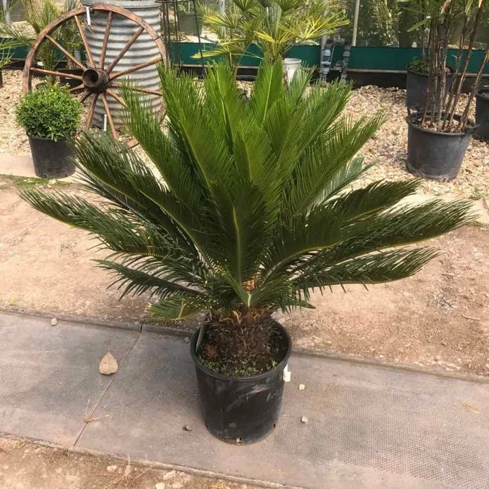 Cycas Revoluta en vivero Tampico