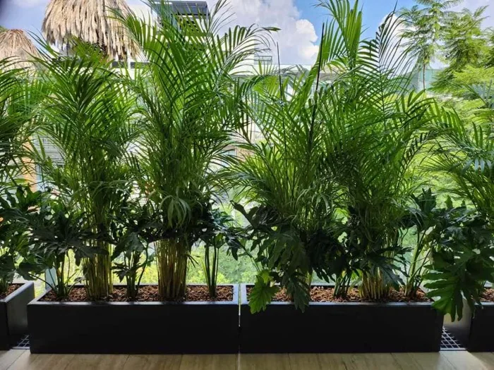 Palma Areca en vivero Tampico