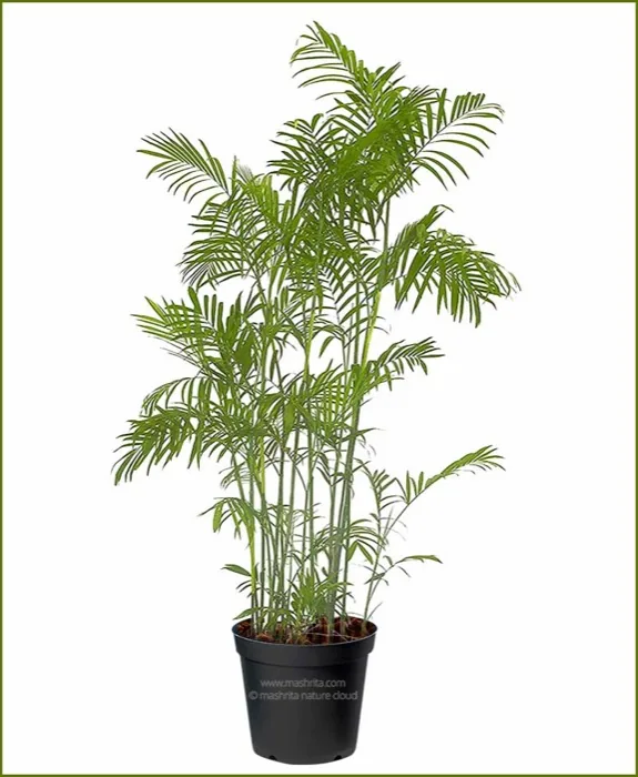 Palma Bambú (Chamaedorea seifrizii) Tampico