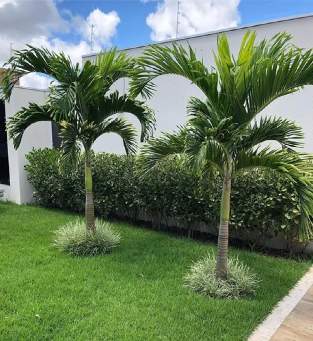 Palma Kerpis (Hyophorbe) en vivero Tampico