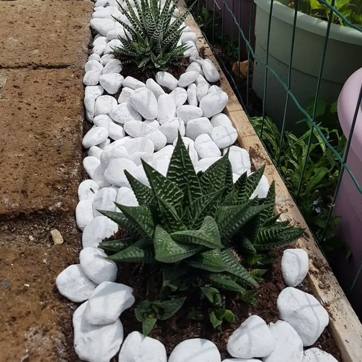 Mármol blanco como borde decorativo con suculentas en jardín