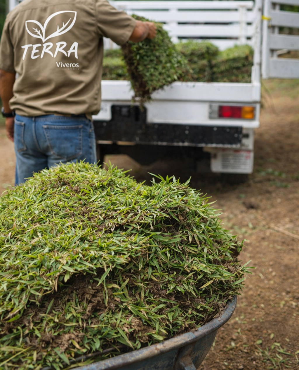 Pasto San Agustín en rollo venta y entrega en Tampico Tamaulipas