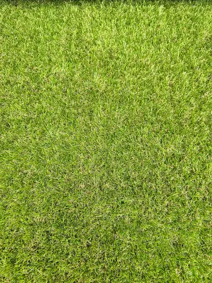 Acercamiento a la fibra del pasto sintético Japonés 35 de 35 mm en verde bosque y esmeralda