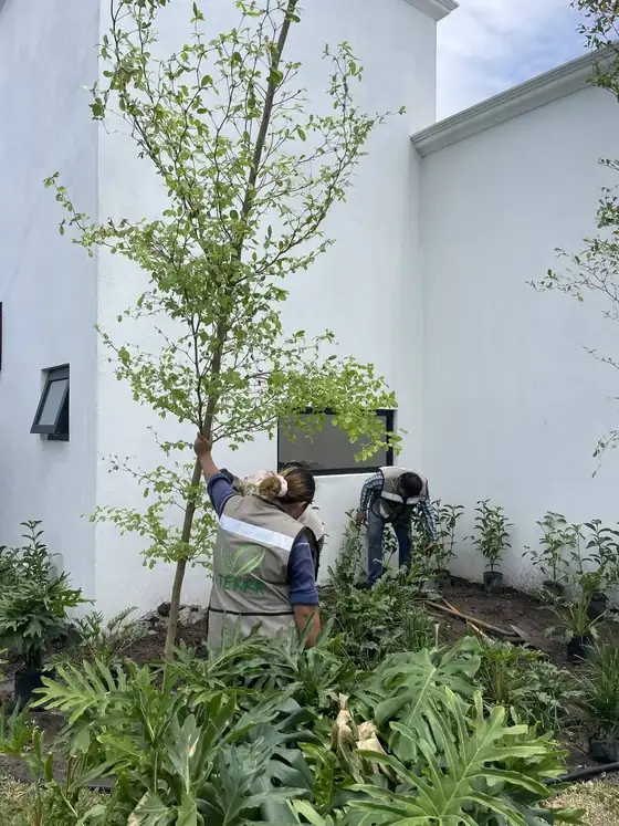 Equipo de Viveros Terra sembrando un árbol y plantas en un jardín