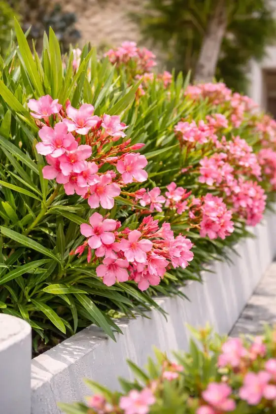 Plantas de interior en macetas del vivero Viveros Terra