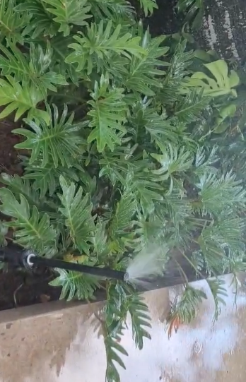 Aspersores en plantas tropicales — sistema de riego Viveros Terra