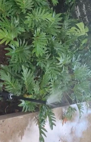 Aspersores en plantas tropicales — sistema de riego Viveros Terra
