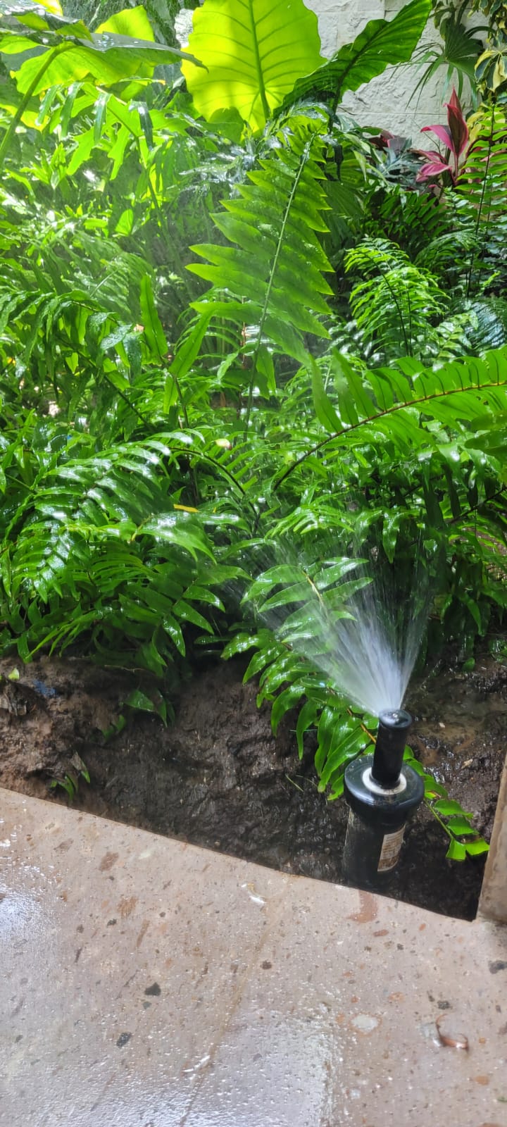 Sistema de goteo en philodendron — instalación Viveros Terra Tampico