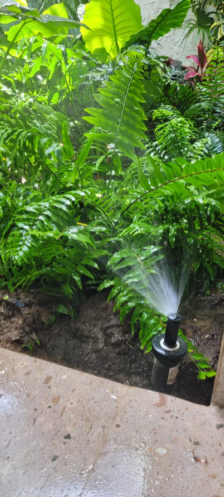 Sistema de goteo en philodendron — instalación Viveros Terra Tampico
