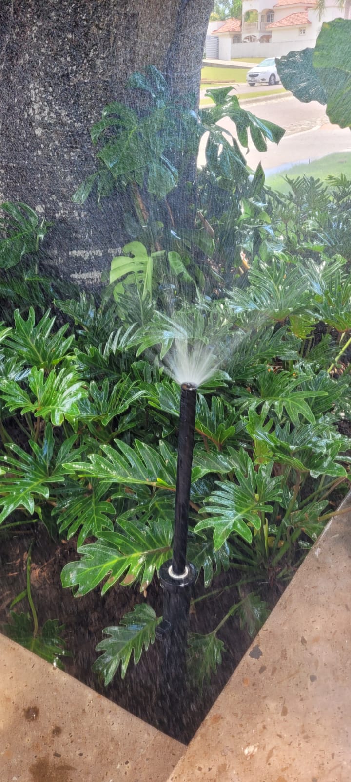 Aspersor emergente en pasto San Agustín — Viveros Terra Tampico