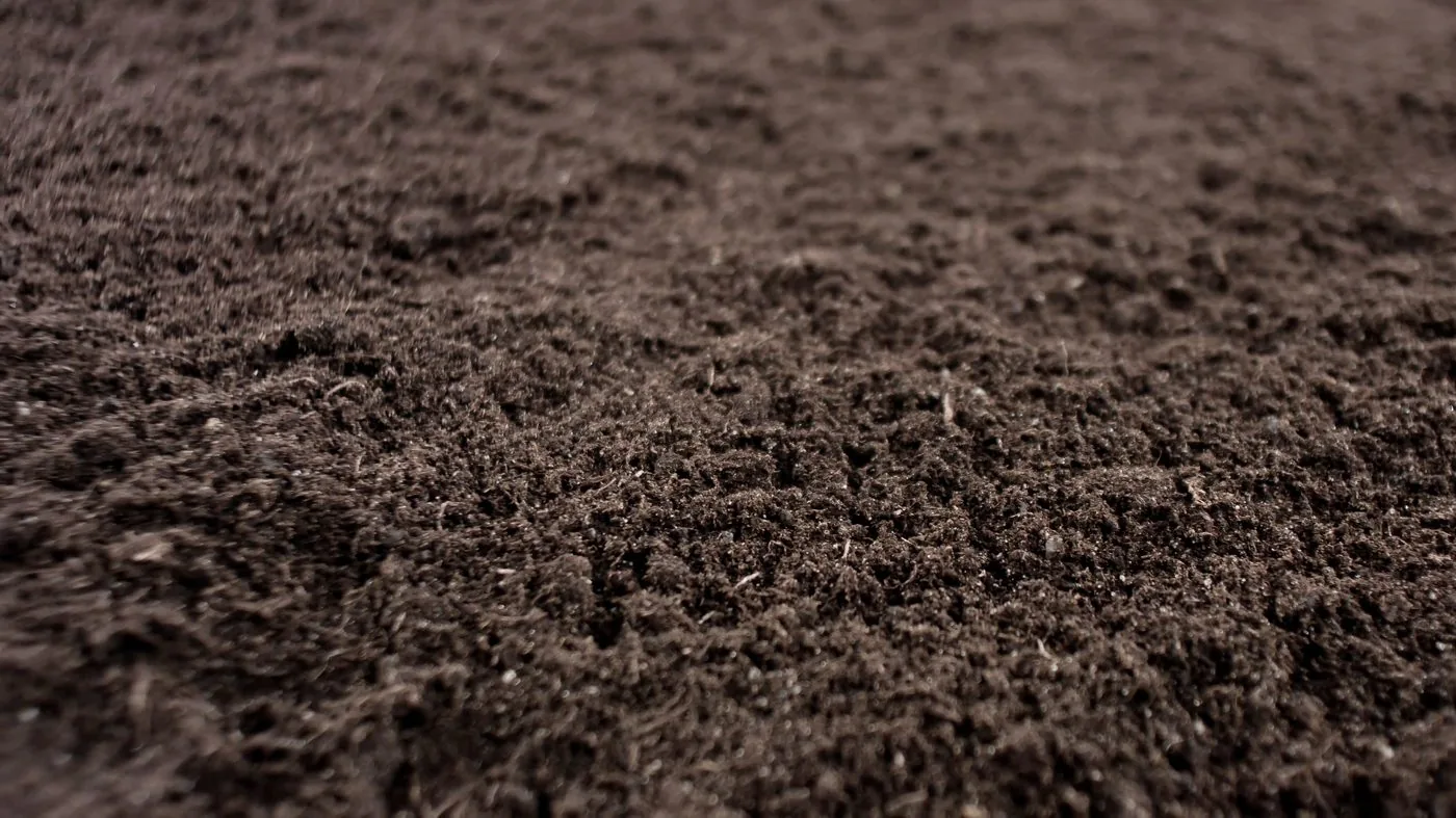 Tierra negra vegetal preparada para instalar pasto en jardín de Tampico